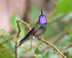 Roosting hummingbird in forest in Monteverde area of Costa Rica-17 3-25-14