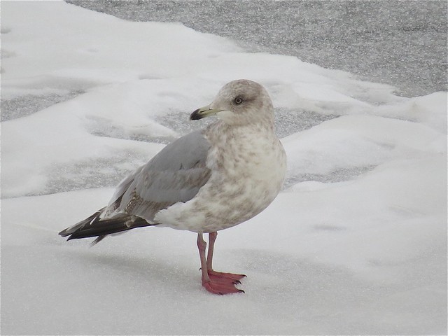 Thayer's Gull (3rd Cycle) at Peoria Lake in Tazewell County, IL 06