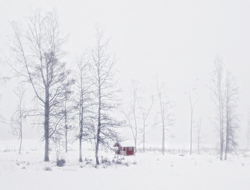 winter red mist snow tree nature landscape scenery sweden country hut fogg bessula