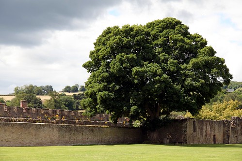 england tree castle history grass stone ruin ludlow walls johndalkin heavensgatejohn