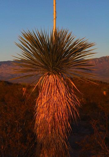 2014 arizona desert flickr gps landscapes mountains pimacounty sanpedrorivervalley soaptreeyuccayuccaelatapalmilla succulents usa yuccas unitedstatesofamerica