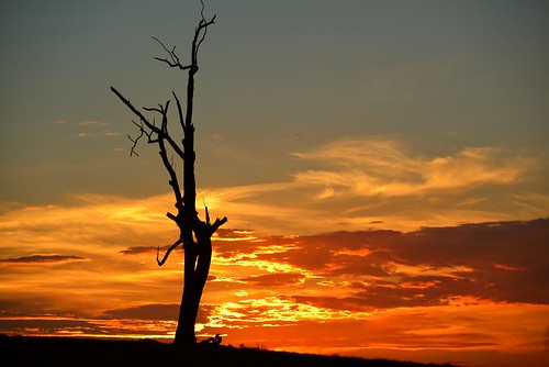 sunset silhouette nikon australia newsouthwales aus lonetree woodville d610