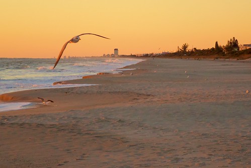ocean beach sunrise dawn florida seagull indialantic