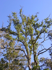 Broad-leaved Apple (Angophora subvelutina)