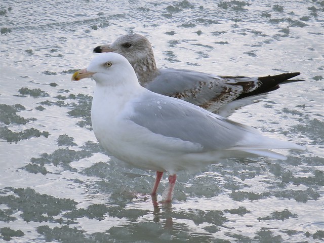 Glaucous Gull (Adult) at North Point Marina in Lake County, IL 07