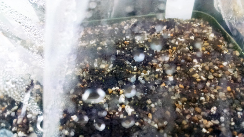 Drosera indica sprouts.