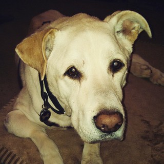 My handsome old man #dogstagram #bigdog #seniordog #ilovebigmutts #ilovemyseniordog #cancersucks