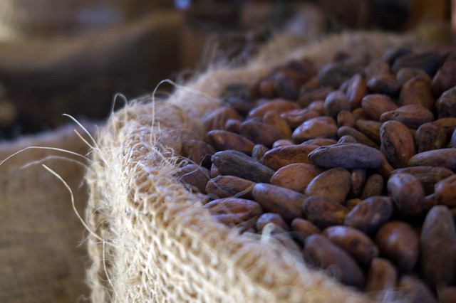 Cacao semillas