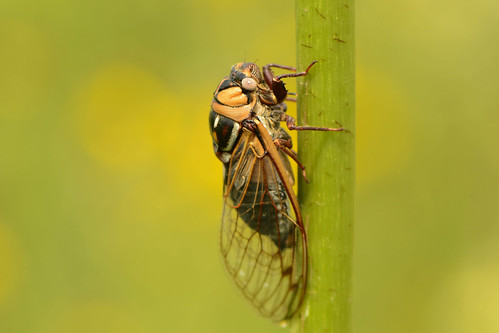 illinois lodacemeteryprairienaturepreserve cicada insect prairiecicada