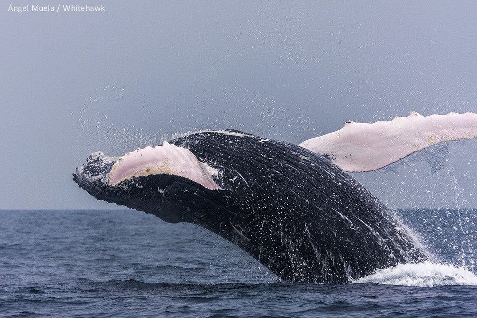 Amazing view of a Humpback Whale in Panama 