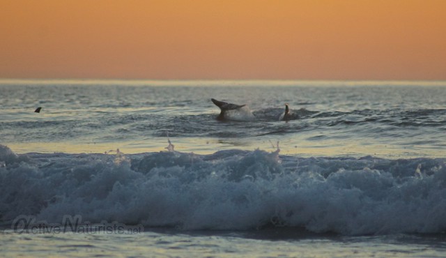 dolphins 0006 Blacks Beach, California, USA