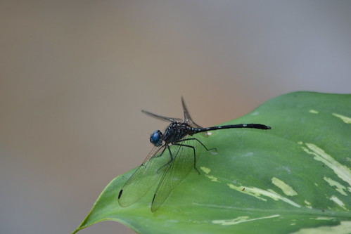 naturaleza macro nature fauna photography photo colombia foto dragonfly libelula camilo andrés fotografía sib biodiversidad cundinamarca suárez pandi kamian clubguanahani