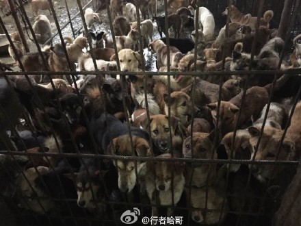 800 dogs were rescued on site in China's Sichuan province 1