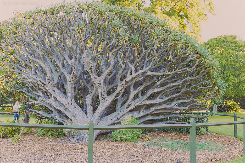 Impressive ancient tree