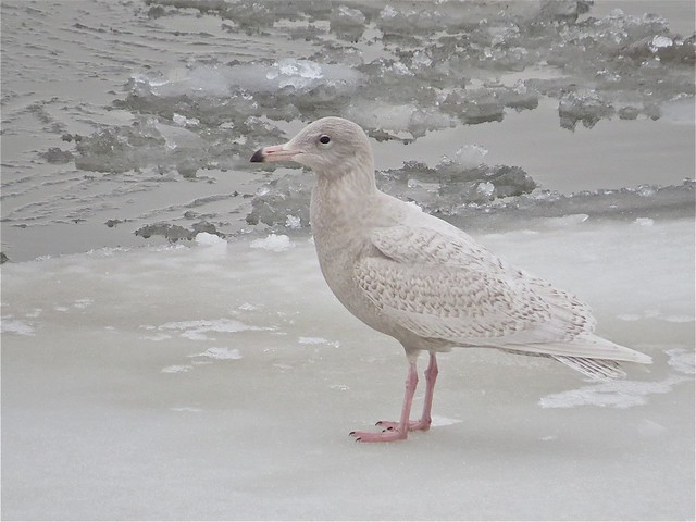 Glaucous Gull (1st Cycle) at Peoria Lake in Peoria County, IL 05