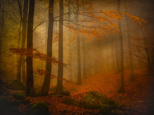 autumn texture fog forest skåne sweden natur