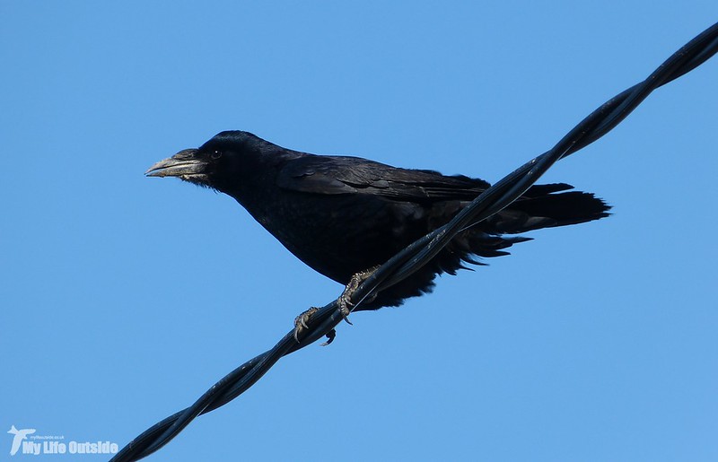 P1100822 - Carrion Crow, Clarach Bay