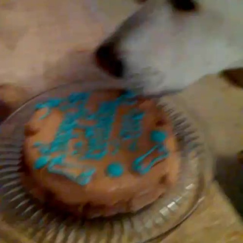 Zeus enjoying his 14th Birthday cake! #dogbirthday #dogcake #happyolddog #happydog