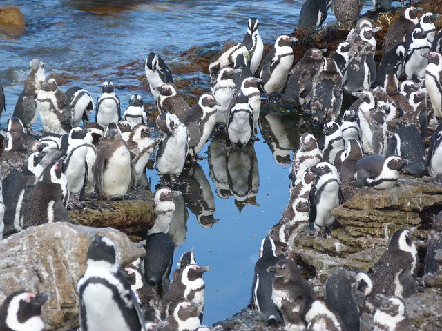 Pingüinos africanos en Stony Point (Betty`s Bay, Sudáfrica)