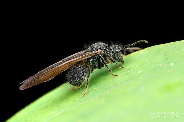 Winged ant (Formicidae) - DSC_3984
