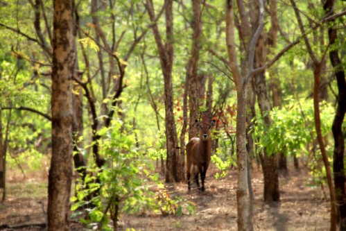 africa forest canon woods deer ghana jungle
