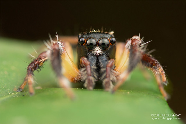 Jumping spider (Salticidae) - DSC_8617