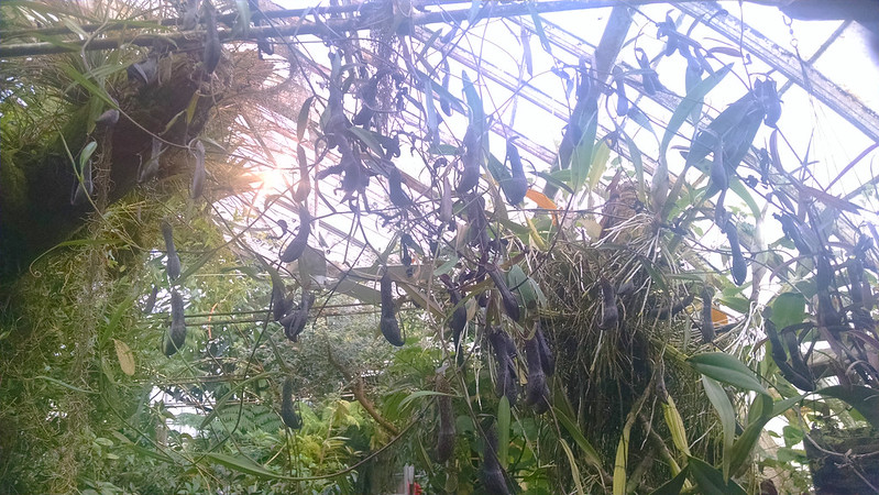Nepenthes mikei at the Conservatory of Flowers.