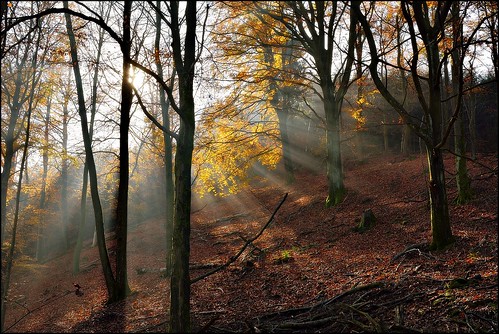 autumn trees forest automne landscape nikon lumière contemporary sigma arbres paysage greatphotographers d7100 foréts 1770f284dcoshsmc