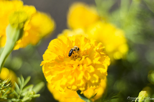 flower yellow nikon flor bee amarillo campo nikkor abeja 50mm18 nikonistas