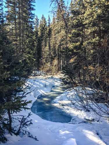 trees winter sunlight snow newmexico ice water pine forest river frozen stream shadows freezing icy redriver idyllic wintry