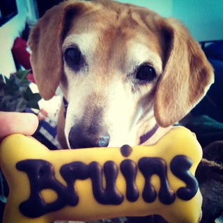 Sophie's routing for #Bergeron in the All Star Game! @nhlbruins #GoBs #bostonbruins #Bruins #dogtreat #dogstagram #instadog #rescued #houndmix