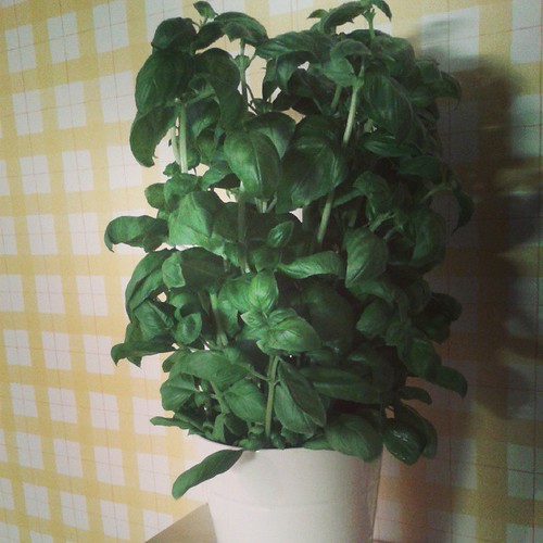 The biggest basil ever!