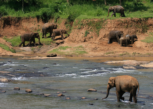 elephant asian srilanka srilankan pinnawala elephasmaximusmaximus pinnawalaelephantorphanage