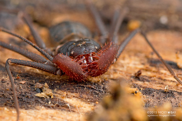 Tailless whip scorpion (Amblpygi) - DSC_2206b