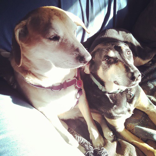 Happy Saturday Morning. The #hounds have claimed the #sunspot ☀💜 #dogstagram #instadog #rescued #houndmix