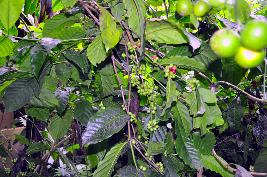 Granos de café que se come el Luwak