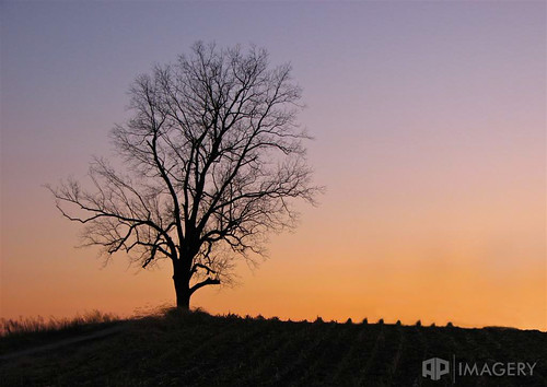 sunset hill landscape night sky tree
