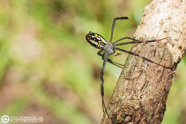 An adult Dang's Cross Spider releasing dragline silk- Argiope dang ♀