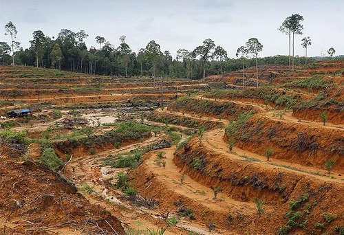 痛心雨林消逝，Rhett Burtlerr決定創設Mongabay.com新聞網。圖片提供：印尼環境資訊中心