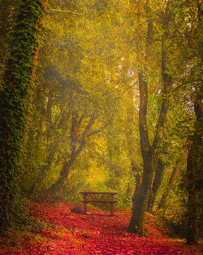 trees nature leaves fog forest automn feuilles foretdefontmerle