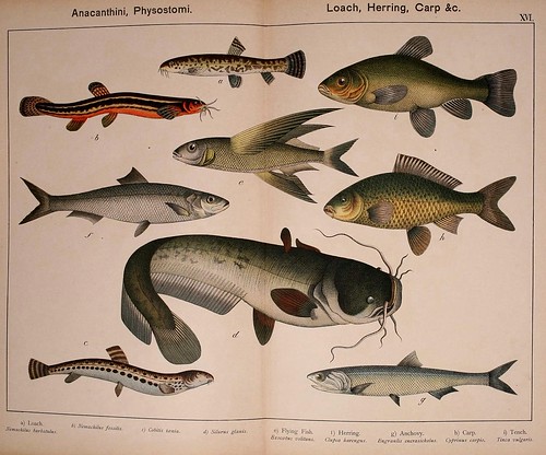 016-Natural history of the animal kingdom for the use of young people..- 1889-William Forsell Kirby