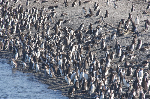 【写真】2015 世界一周 : ビーグル水道（ペンギン生息地）/2018-10-19/PICT8818
