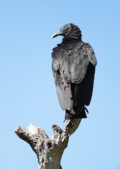 Accipitriformes


-Accipitridae: Hawks, Eagles


-Cathartidae: New World Vultures