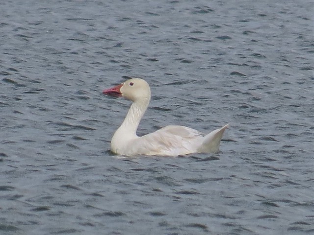 Snow Goose at the El Paso Sewage Treatment Center in Woodford County, IL