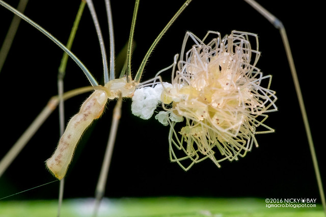 Daddy-long-legs spider (Pholcidae) - PA130283