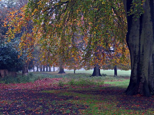 nottingham wollatonpark beechtrees gorgeoustrees autumnalbeauty maturebeechtrees mistyintrusion
