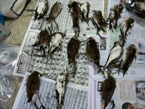 水雉集體死亡(圖片來源：翁榮炫攝)