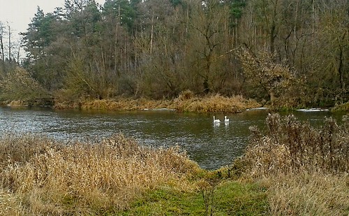 autumn river landscape poland polska swans wkra jurekp
