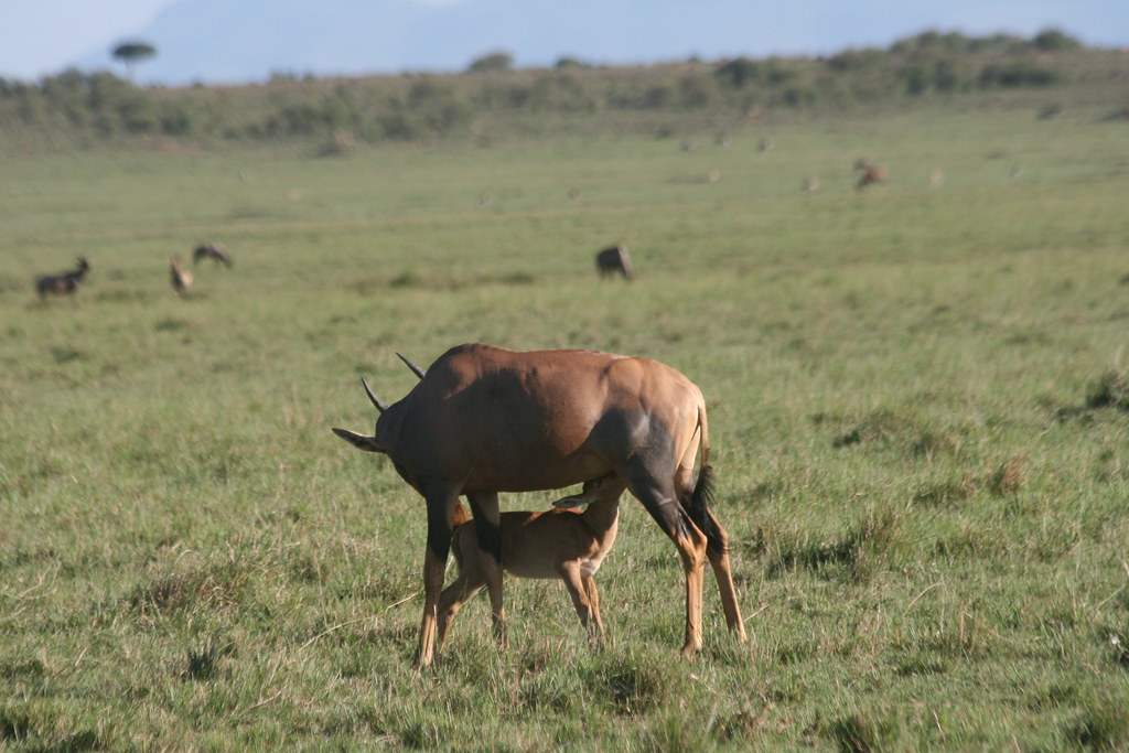 MEMORIAS DE KENIA 14 días de Safari - Blogs de Kenia - MASAI MARA IV (8)