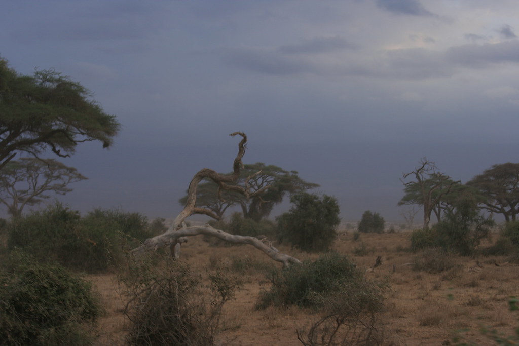 AMBOSELI II - MEMORIAS DE KENIA 14 días de Safari (43)
